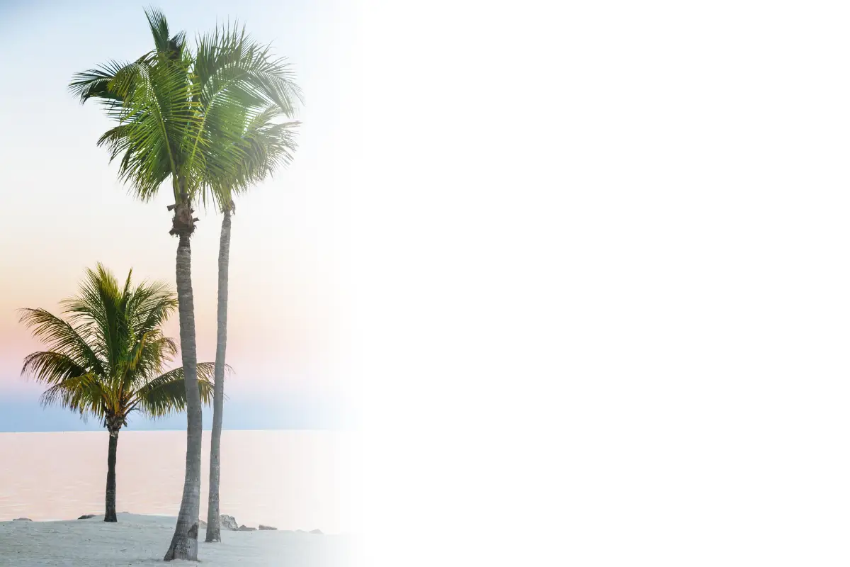 Palm trees on the beach with a pink sunset